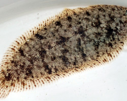 Leptachirus Klunzingeri L