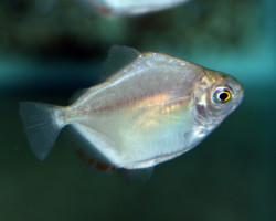 Metynnis Argenteus M