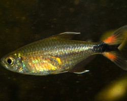 Moenkhausia Bonita M