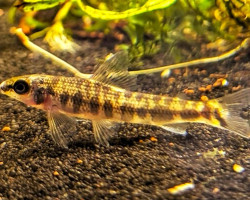 Nannocharax Macropterus L