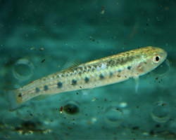 Lebiasina Multimaculata  M