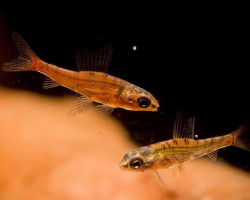 Odontocharacidium Aphanes M