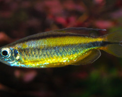 Phenacogrammus Aurantiacus L