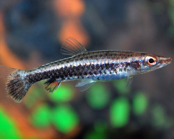 Poecilobrycon/Nannobrycon Eques M