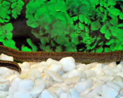 Synbranchus Marmoratus S