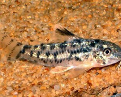 Aspidoras Poecilus M