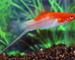 Xipho. Helleri Koi M/L