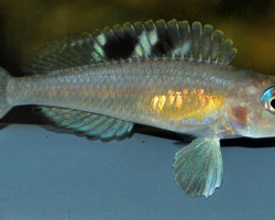 Lamp./Neolamprologus Kungweensis S