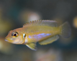 Lamprologus Ocellatus Gold M