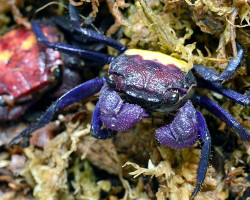 Geosesarma Bicolor M