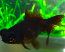 Car. Aur. Black Telescope  5/6