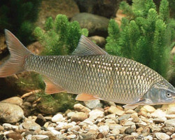 Leuciscus Idus Zilver 12/16