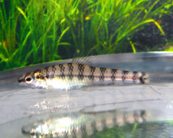 Characidium Sp. Itaya Peru M