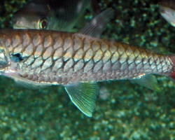 Chalceus Erythrurus S