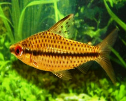 Chilodus Punctatus M