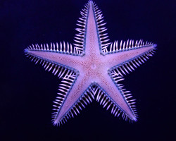 Astropecten Polyacanthus M