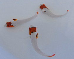 Cetoscarus Bicolor S