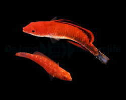 Cirrhilabrus Joanallenae (Pair) Ml