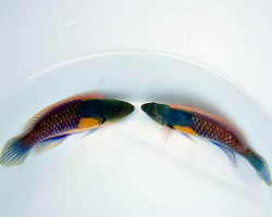 Cirrhilabrus Ryukyuensis M