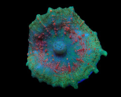 Discosoma Neglecta (Premium) (1 Ear) M