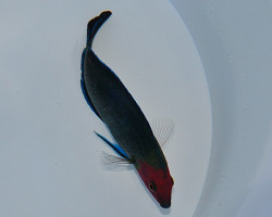 Halichoeres Rubricephalus M