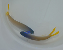 Hoplolatilus Starcki M