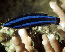 Larabicus Quadrilineatus M