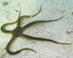 Ophiarachna Incrassata M