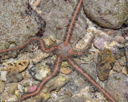 Ophiomastix Annulosa M