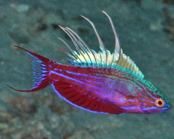 Paracheilinus Cyaneus M