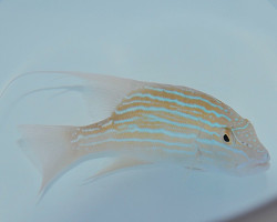 Symphorus Nematophorus Ml