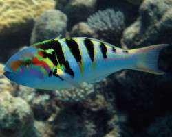 Thalassoma Hardwicke M