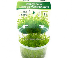 Stringy Moss (Leptodictyum Riparium)