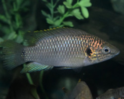 Rubricatochromis Sp. Guinea Ii S