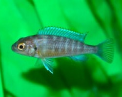 Maylandia Aurora S/M