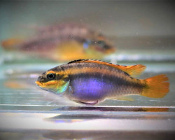 Pelvicachromis Kribensis Ndonga S/M