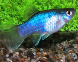 Platy Blue L