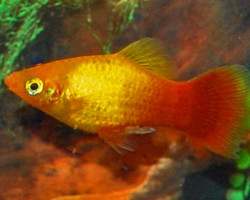 Platy Neon Marigold S/M