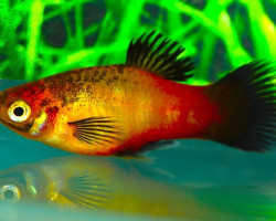 Platy Sunset Wagtail M