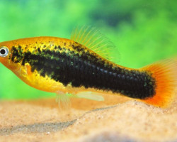 Platy Variatus Hawai M