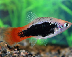 Platy Tuxedo Vhite Red Tail M