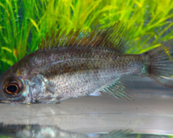 Ptychochromis Insolitus M