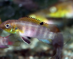 Wallaceochromis Signatus M