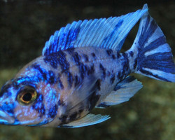 Aulonocara Sp. Marmelade Cat S