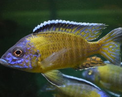 A. Stuartgranti Usisya Gold M/L