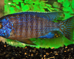 Aulonocara Stuartgranti Cobue S