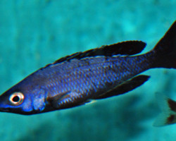 Cyprichromis Leptosoma Kitumba  M