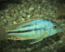 Chilotilapia Rhoadesii S