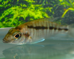 Mylochromis McHuse S