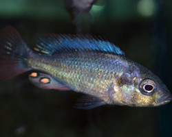Haplochromis Nubilus S